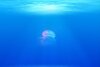 jellyfish-698521_1280.jpg