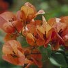 Bougainvillea (Orange) - Plant buy-1000x1000.jpg