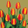10 tulipanes.jpg
