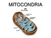 mitocondria-1-728.jpg