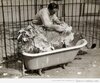 foto-antigua-curiosa-domador-leones-bañandolo-bañera.jpg