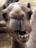 cara de camello.jpg
