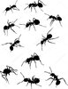 depositphotos_6327122-stock-illustration-eleven-ant-silhouettes.jpg