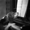 perro-pianista.jpg