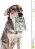 perro-con-el-dinero-3589658.jpg