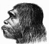 img_hombre_de_neandertal_caracteristicas_y_resumen_1548_600.jpg