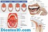 tipos-de-dientes-1024x683.jpg