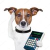 depositphotos_18926751-stock-photo-successful-dog-accountant.jpg