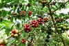 115776286-coffee-beans-ripening-on-a-tree.jpg