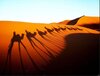 Sahara-Desierto-Camellos-Sombras-Paisaje-Art-Print-Poster-TXHOME-D7375.jpg_640x640.jpg