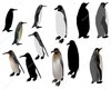 depositphotos_34847115-stock-illustration-twelve-penguins-isolated-on-white.jpg