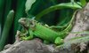 green-iguana2.jpg