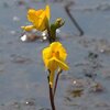 Utricularia_vulgaris1.jpg