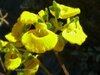 calceolaria-campanae-rgh-2.jpg