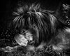 4863-Lion_hidding_its_face_Laurent_Baheux_xgaplus.jpg