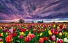 6820517-tulip-fields.jpg