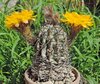 Echinopsis glauca .jpg