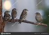 depositphotos_301134314-stock-photo-four-sparrows-dry-tree-branch.jpg