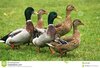 cinco-patos-en-hierba-verde-20384906.jpg