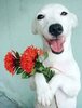 910f6eb26ae1a80cdadf2b14ede5ac6d--animals-and-flowers-puppies-and-flowers.jpg