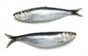 depositphotos_130297242-stock-photo-two-raw-fresh-whole-sardines.jpg