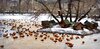 49649603-estanque-de-patos-rojo-en-el-zoológico-de-moscú-en-el-invierno.jpg