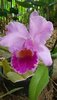 una-orquidea-rosa.jpg