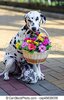 dog-flor-cão-boca-segurando-banco-de-imagens_csp45638059.jpg