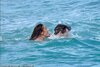 22681136-7828107-Pippa_and_James_took_the_plunge_swimming_out_into_the_ocean_earl-a-71_1577388...jpg