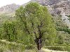 kageneckia-angustifolia_valle_del_rio_volcan_cajon-maipo-rgh-1.jpg