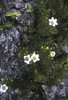 Wahlenbergia fernandeziana .jpg