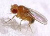 MWE Drosophila melanogaster 00001.jpg