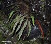 Elaphoglossum fonkii.jpg