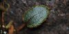 Elaphoglossum lindenii.jpg