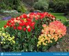 jardín-colorido-bonito-de-tulip-flowers-blossom-park-138705880.jpg