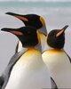 vinilos-grupo-de-tres-pinguinos-rey-islas-malvinas.jpg.jpg