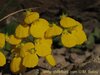 Calceolaria williamsii.jpg