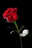 depositphotos_19142825-stock-photo-rose-flower.jpg