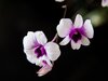 dos-orquideas-moradas-blancas-e-intensivas_40949-7.jpg
