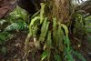 Elaphoglossum porteri.jpg