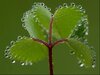 trebol-4-hojas-clover1.jpg