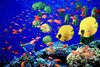 banco-de-peces-de-colores-en-un-arrecife-de-coral-en-el-mar-rojo.jpg