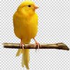 domestic-canary-bird-yellow-canary-color-bird.jpg