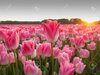 27609939-campo-de-flores-holandés-con-tulipanes-de-color-rosa-en-la-primavera-de-fuerte-contra...jpg