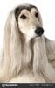 depositphotos_139706114-stock-photo-portrait-of-afghan-hound-dog.jpg