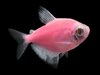 pez rosa.jpg