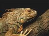 lagarto-iguana.jpg
