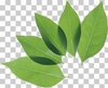 leaf-clip-art-green-leaf-png-thumb.jpg