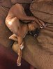 wakyma.com_perros-durmiendo-en-posiciones-graciosas-9.jpg