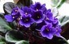 planta-de-la-violeta.jpg